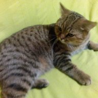 крутой_котик
